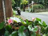 睡蓮の花の写真