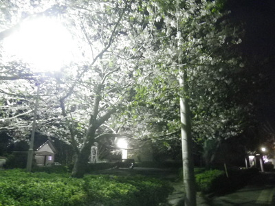 街灯に照らされた夜桜も風情がある